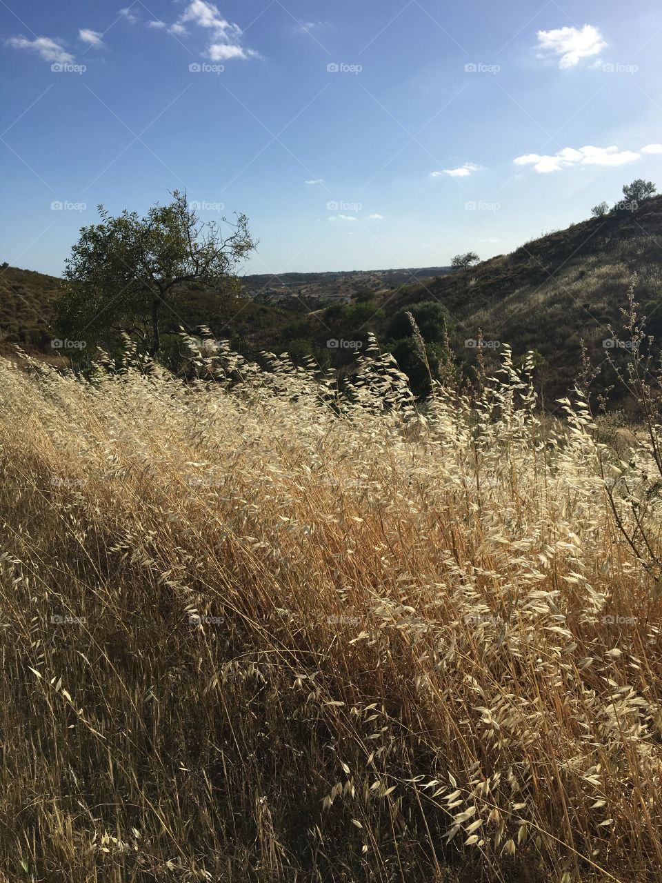 Grass almost ripe in evening light 