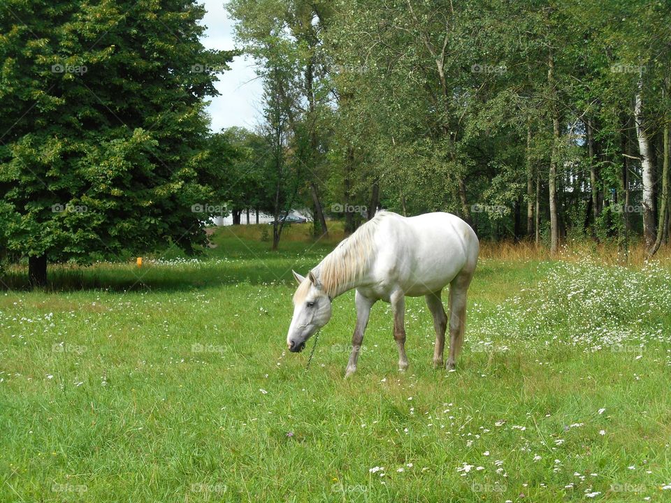 Grass, Mammal, No Person, Cavalry, Farm