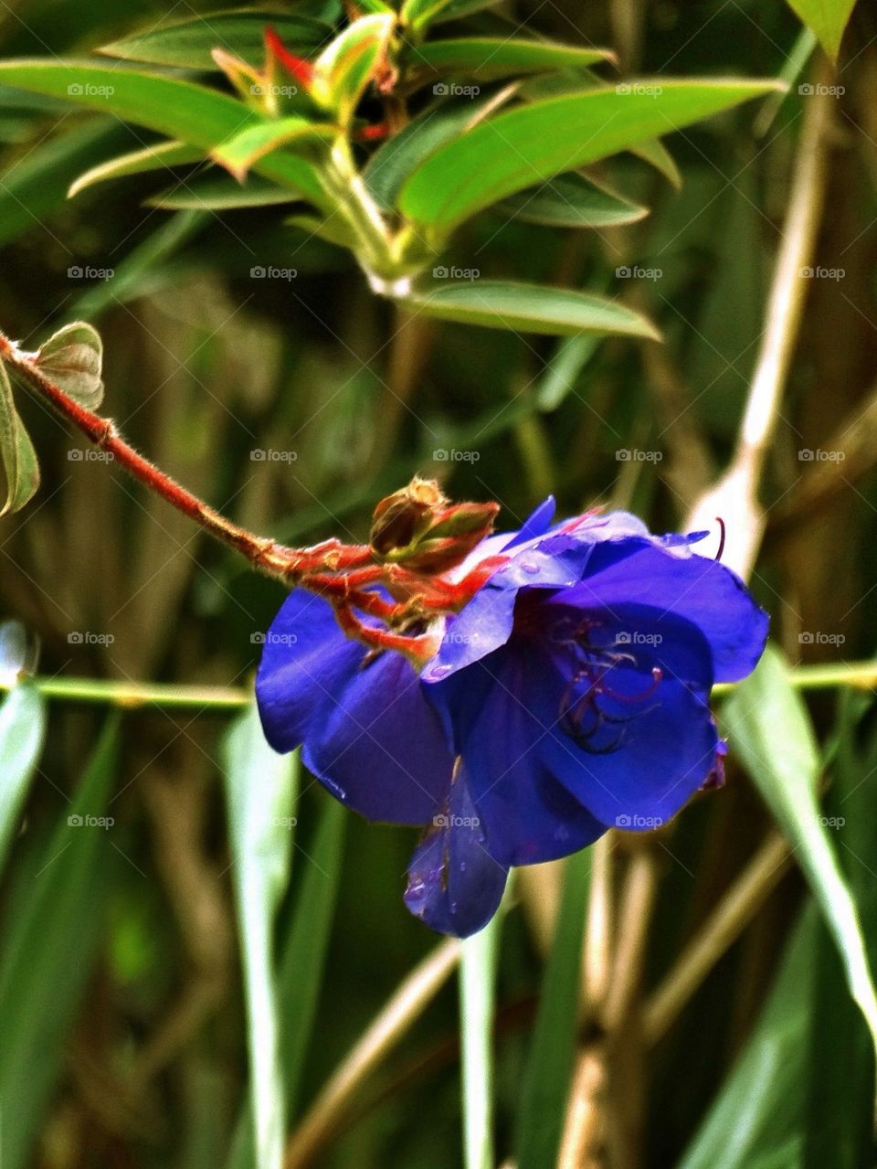 Blue Flower