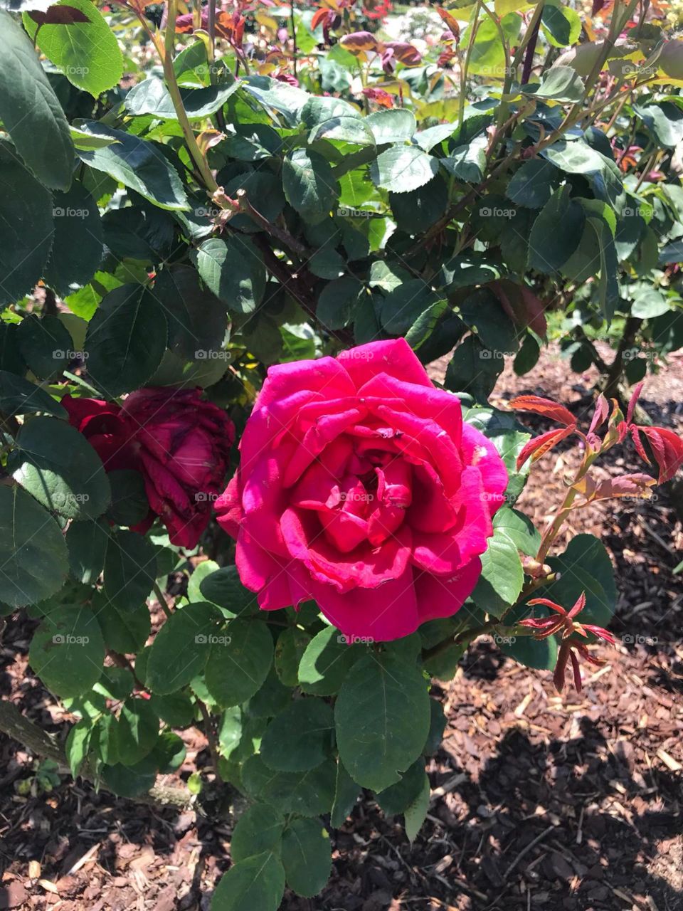 A beautiful rose found in the secret gardens of Werribee mansion in Victoria, Australia. 