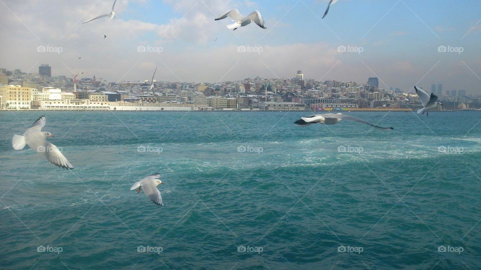 Birds flying over the water against the backdrop of the City💙🕊️💙