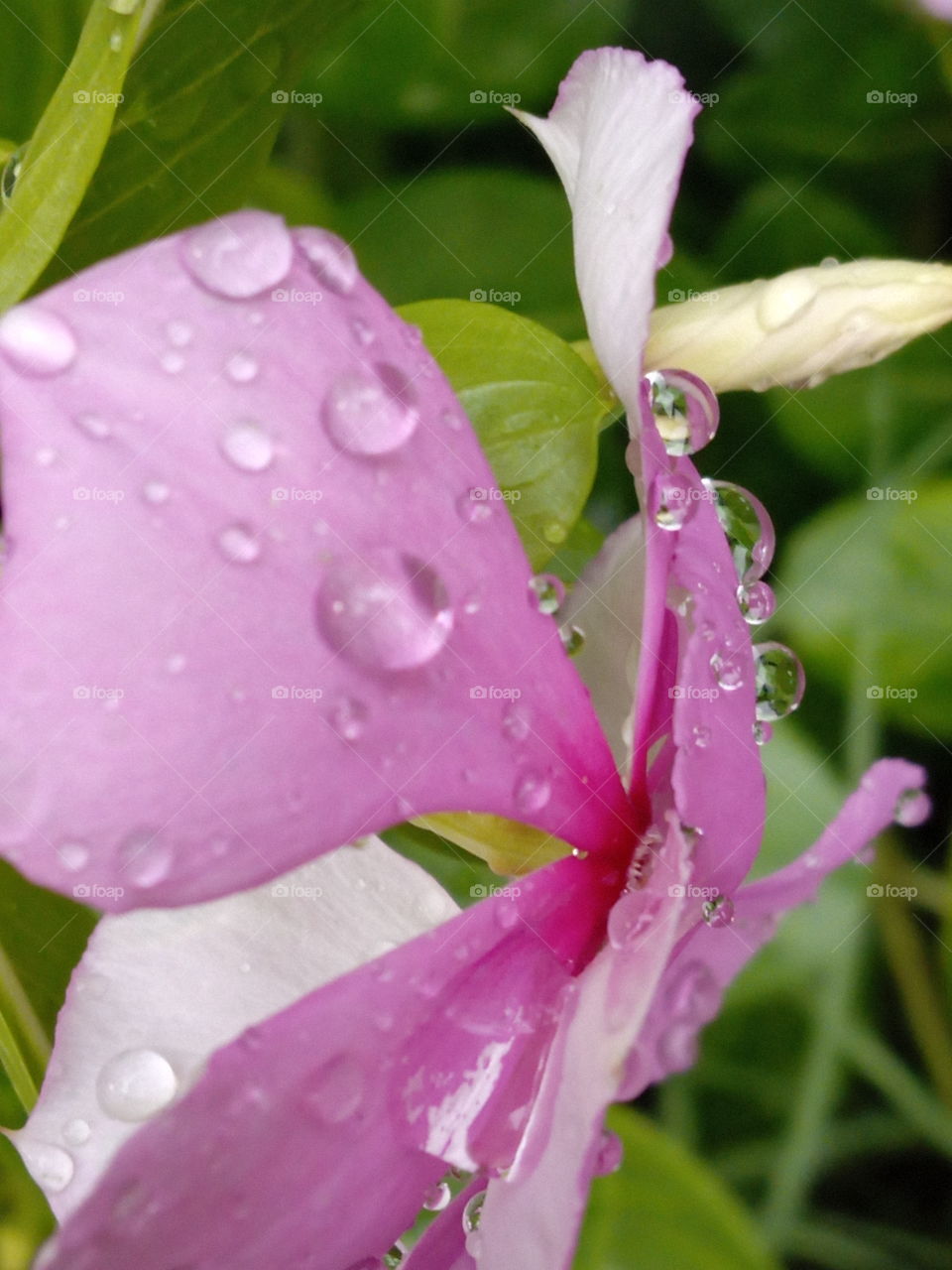 Rain's drops on flower. capture by vijay