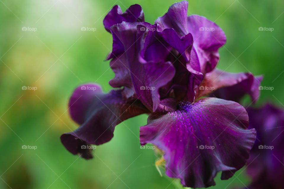 Iris 