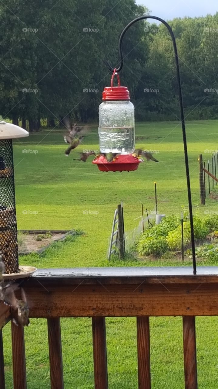 hummingbirds
