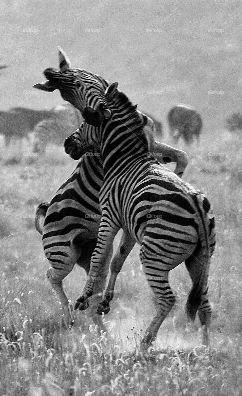 angry zebras  on the plains