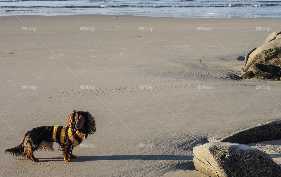 Dog on the beach. 