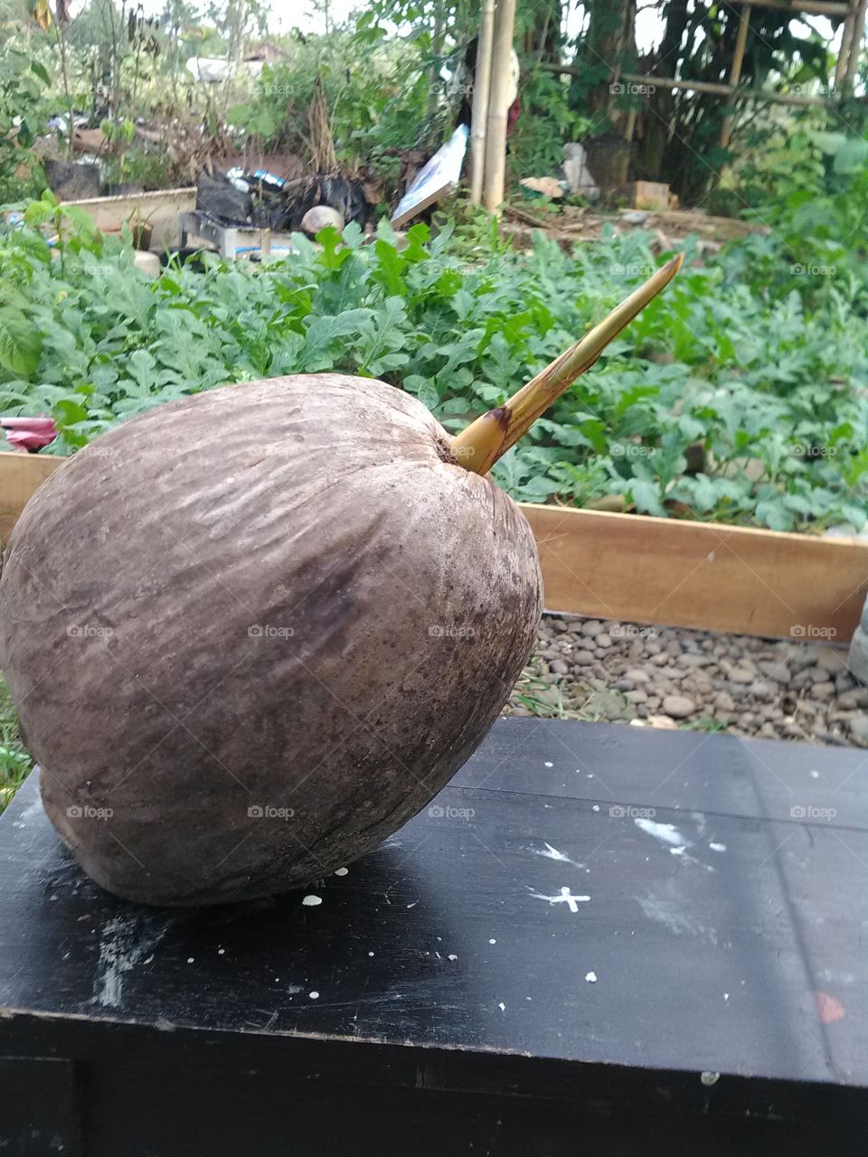 shoots coconut