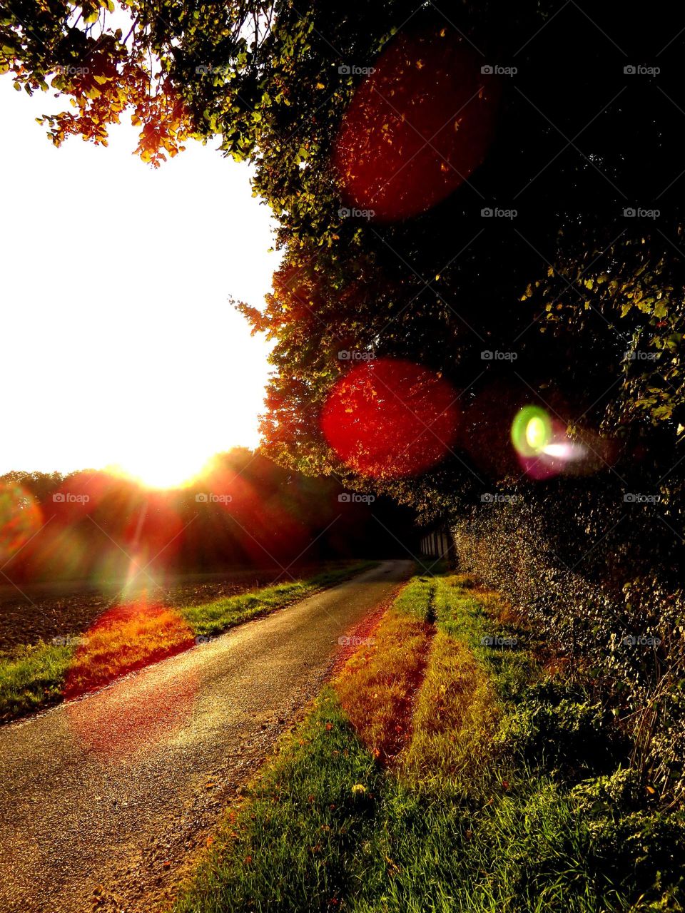 landscape in the sunset