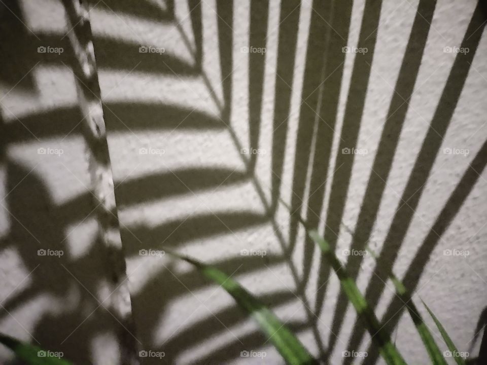 Palm Tree leaves shadows always gives you best photography look