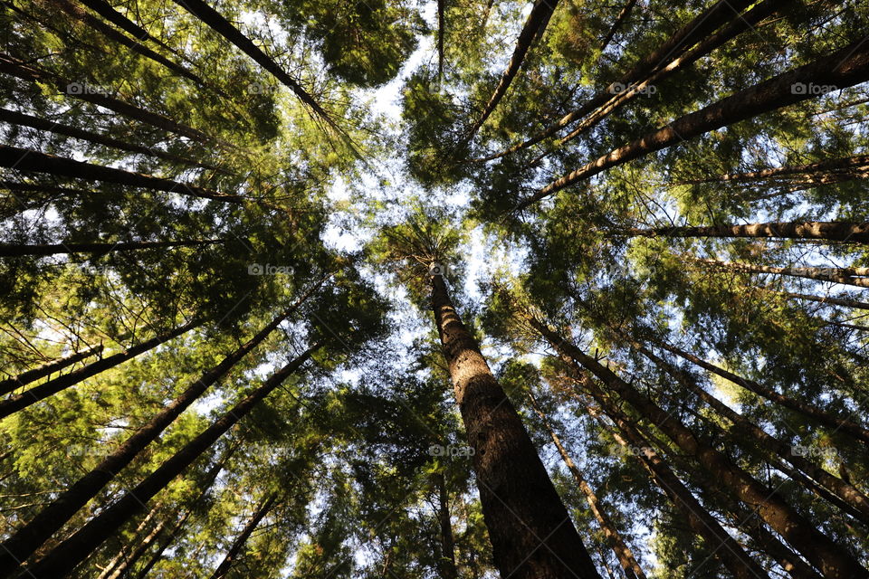 Tall trees in the forest