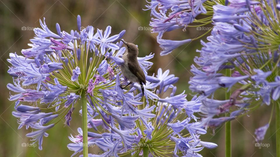 Female hummingbird among purple flowers  
