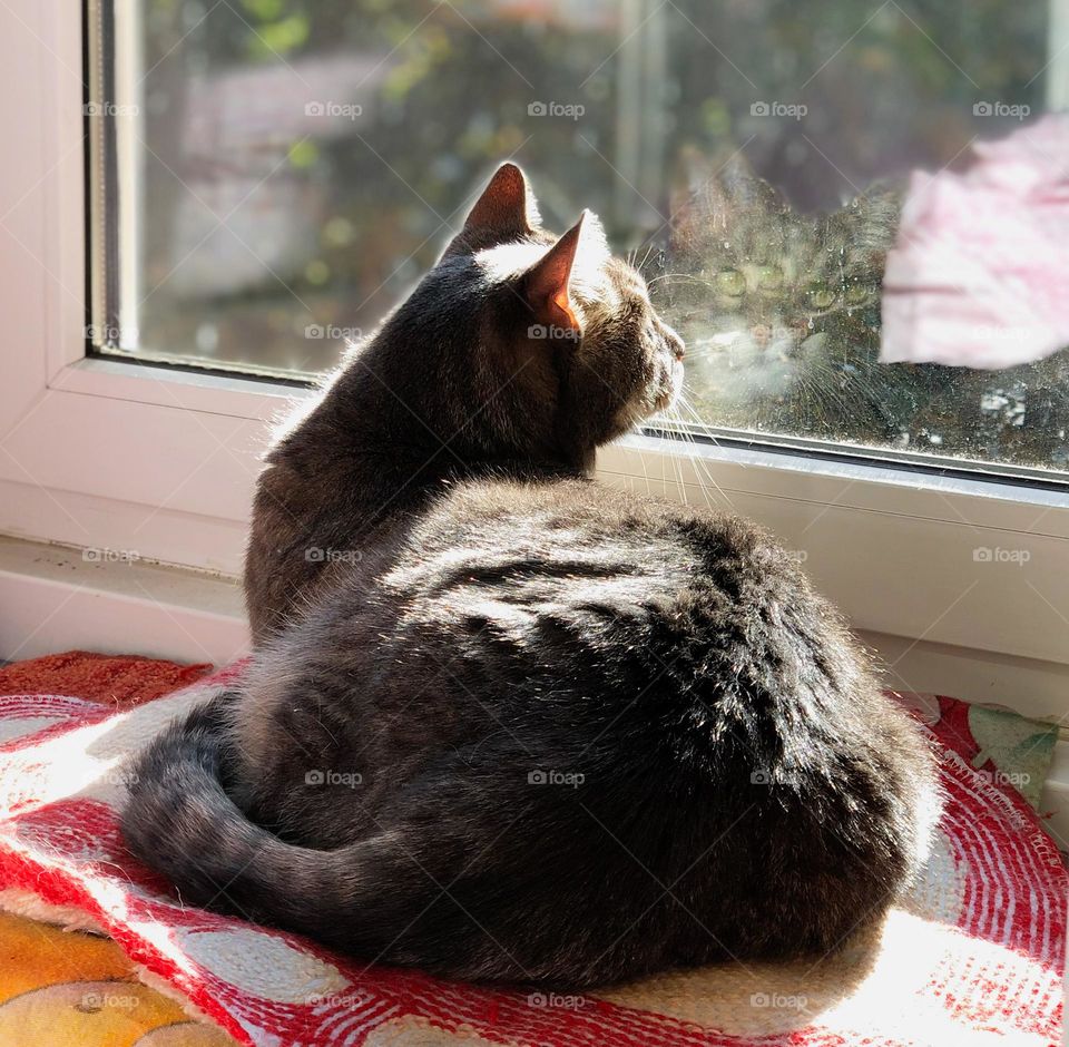 Cat looks out the balcony window