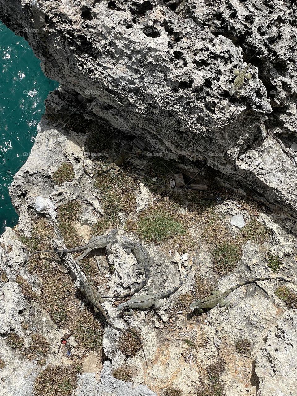 Iguanas on the rocks by ocean