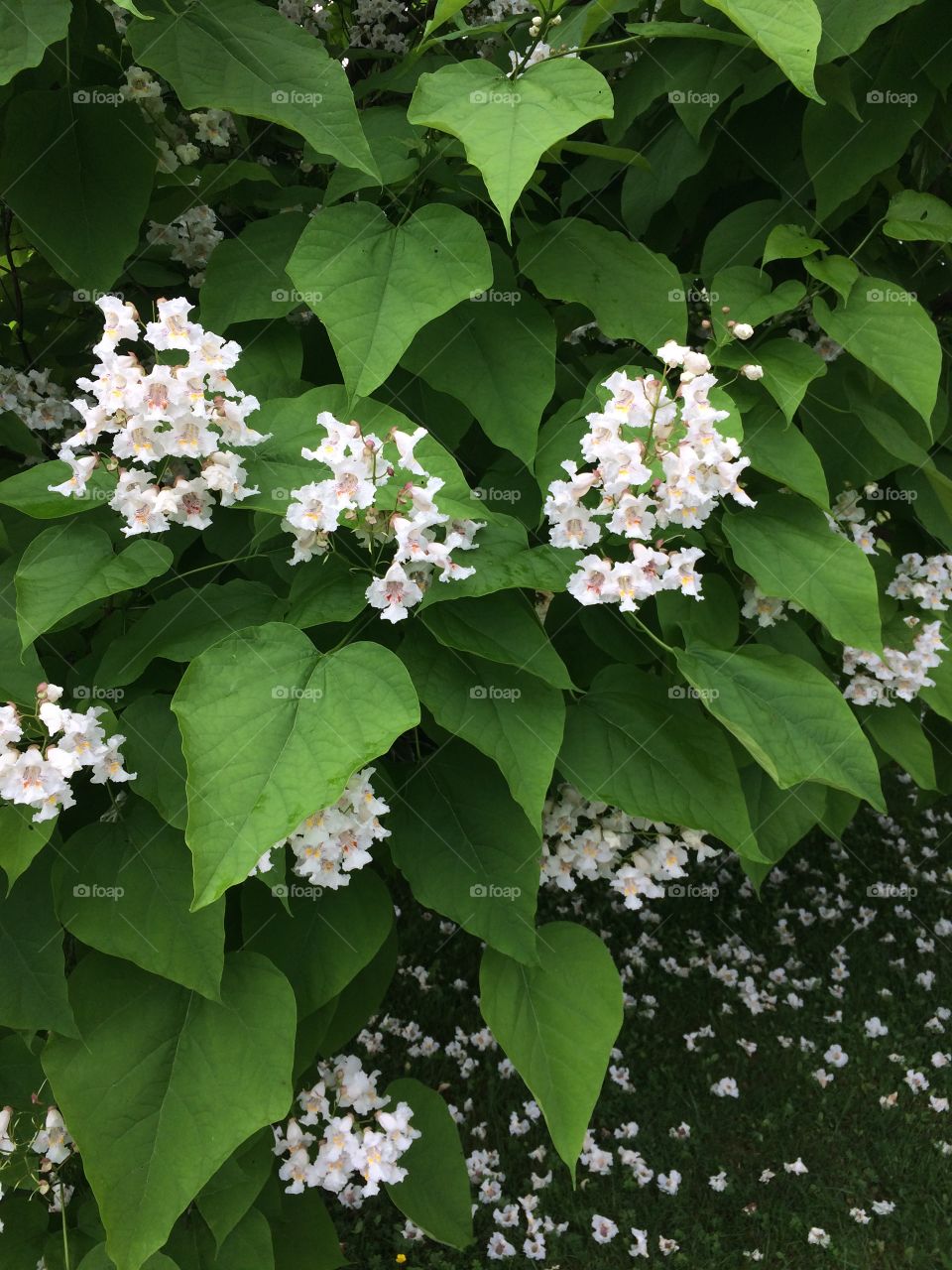 Northern Catalpa in bloom