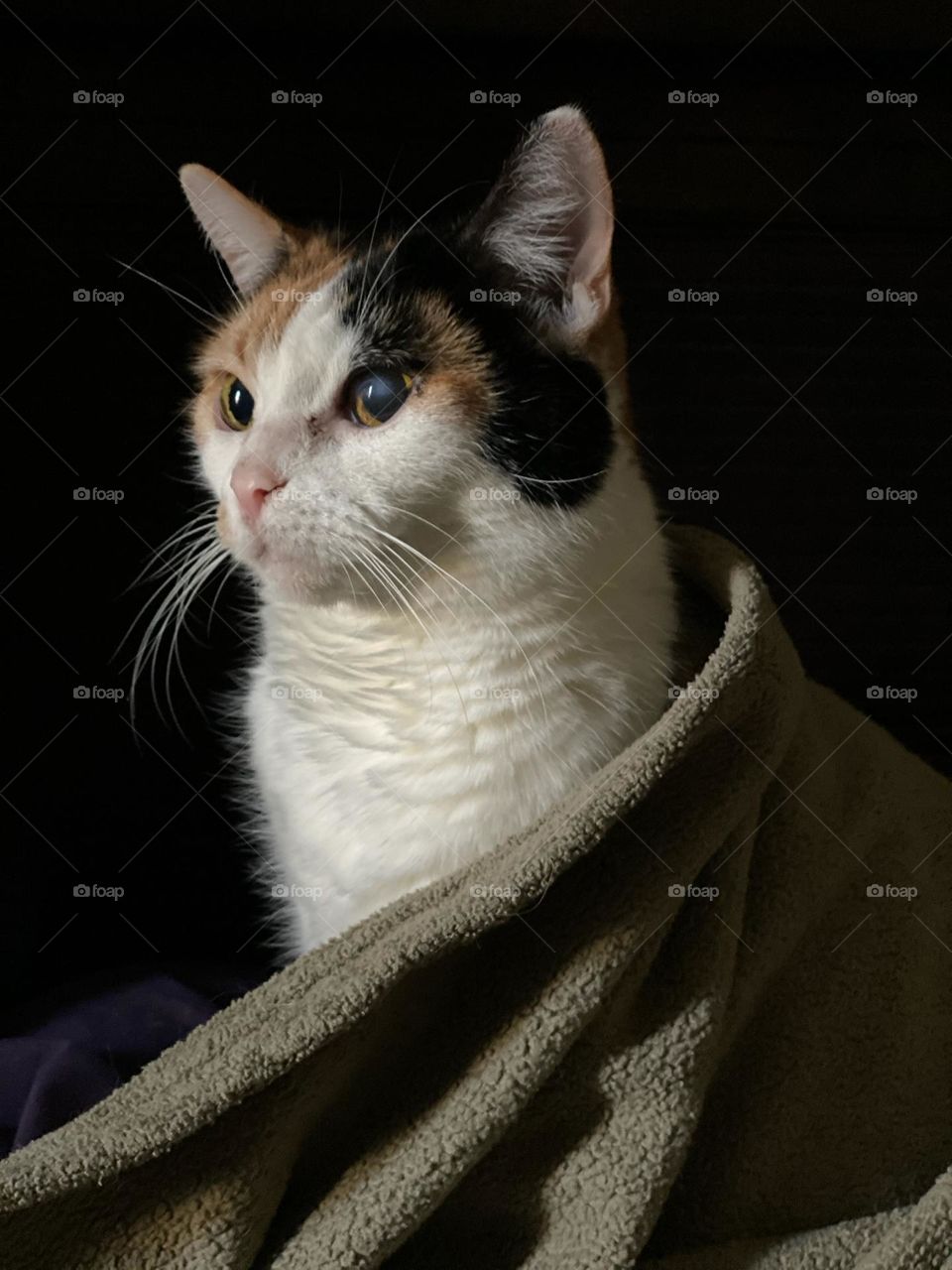 Sweet old calico cat wrapped in a blanket 