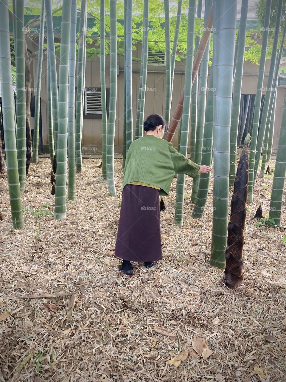 My mother in bamboo grove