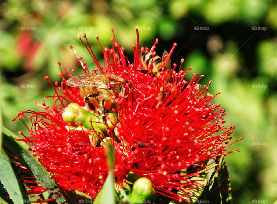 Bee With Red Flower