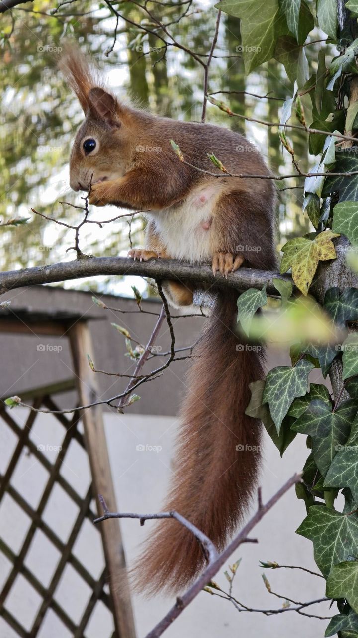 Red squirrel on a branch surrounded by ivy - Springtime in Germany