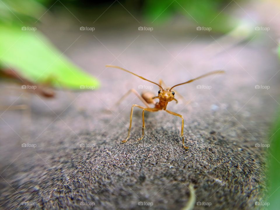 Red Ant Staring
