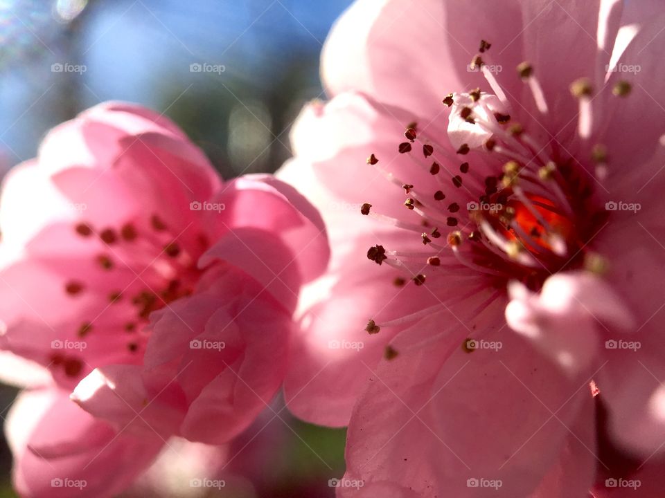 Beautiful spring blooming 