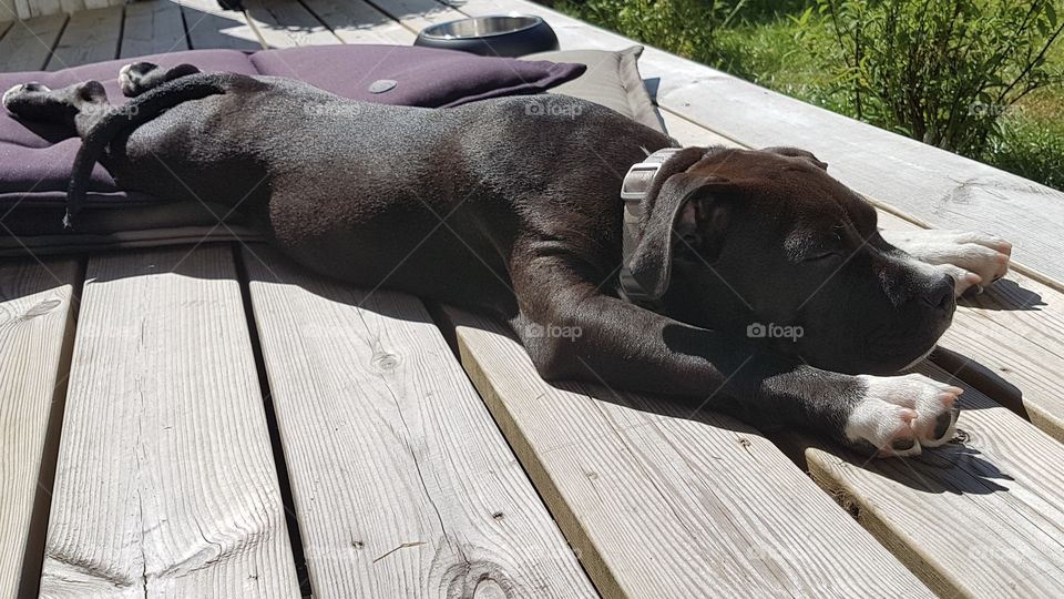 Puppy dog stretching out in the sun - hund amstaff valp sträcker ut sig i solen 