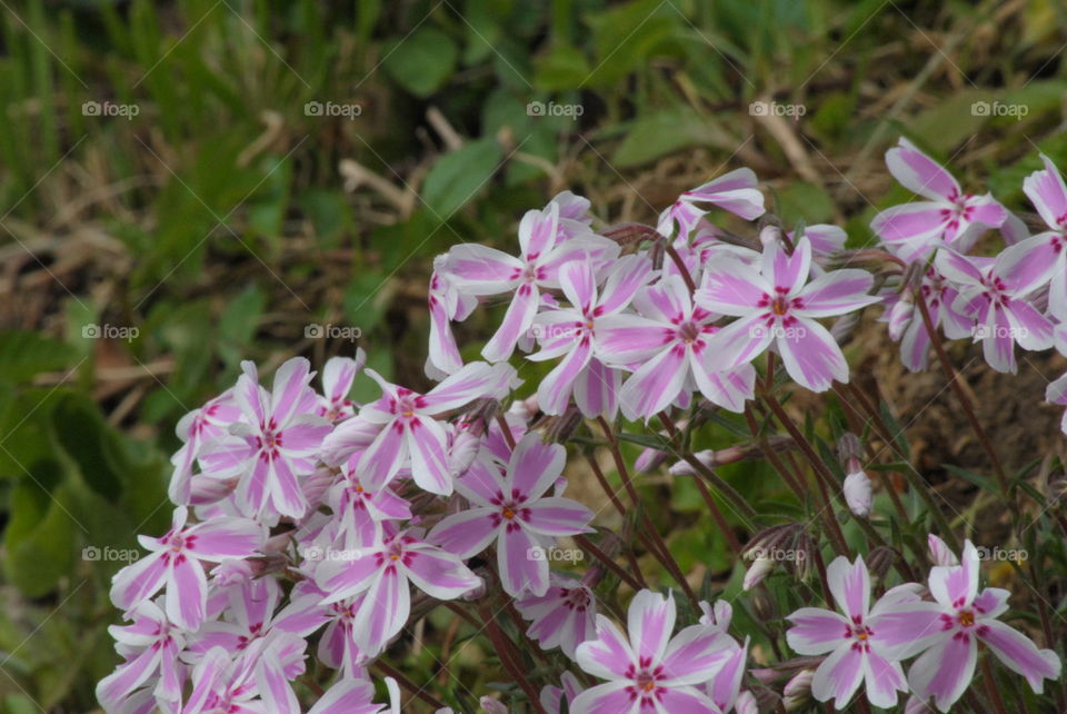 pink little flowers