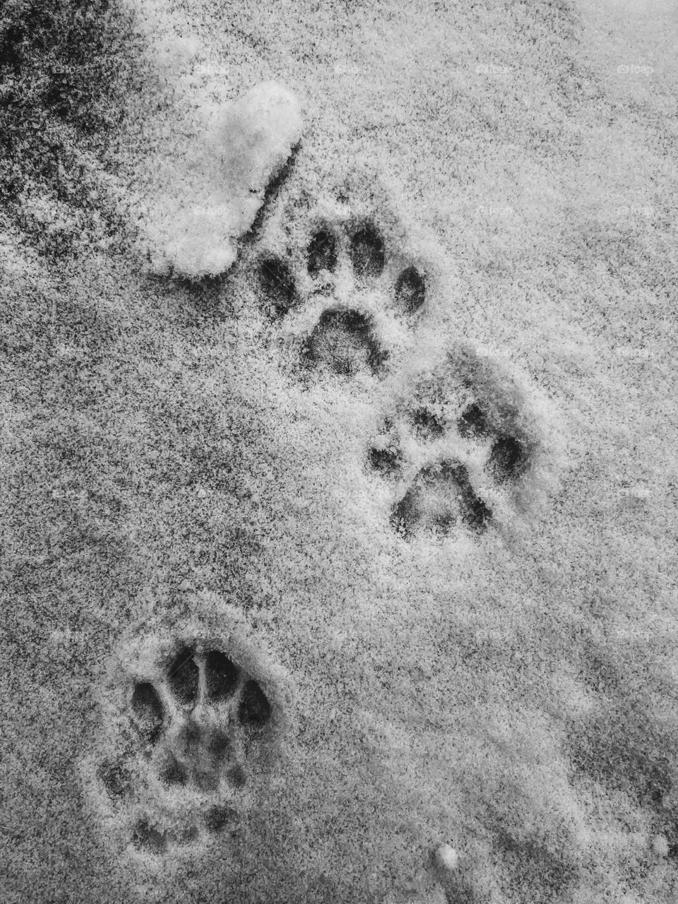 Cat prints in snow