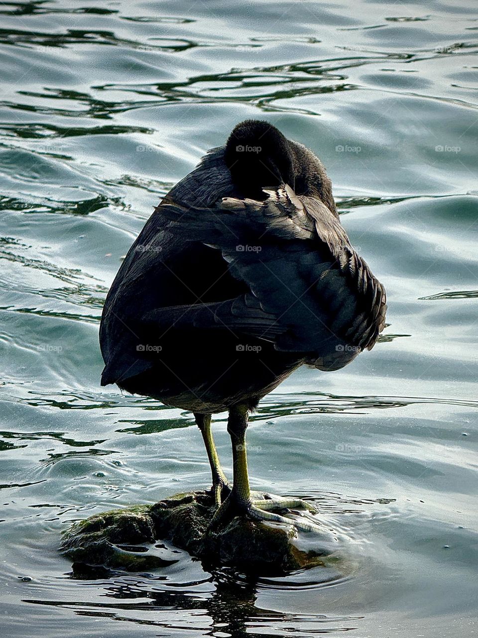American Coot Hiding