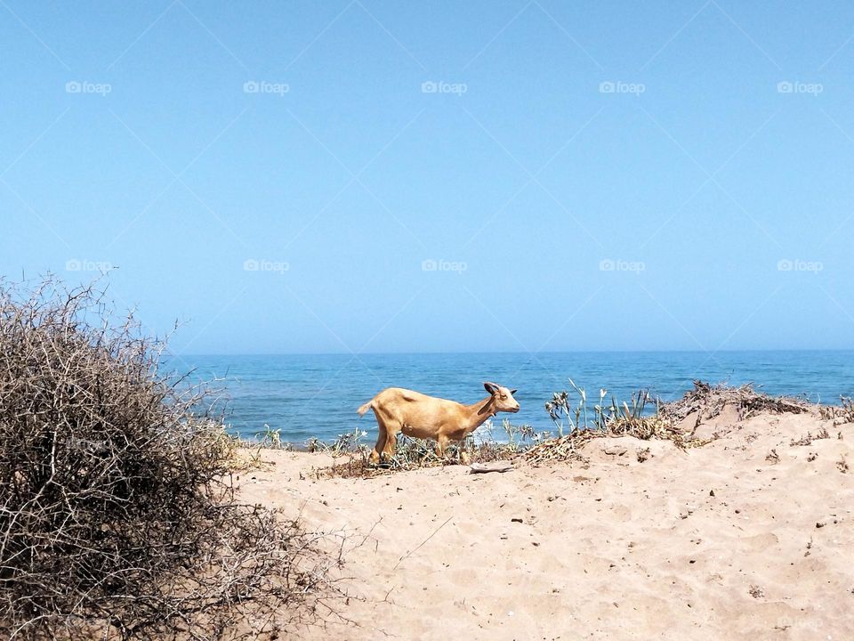 See the sea behind the goat