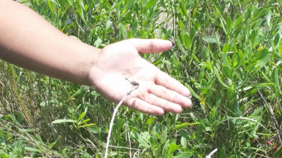 Dragonfly in hand