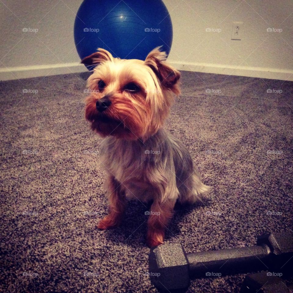 workout buddy. morning exercise 