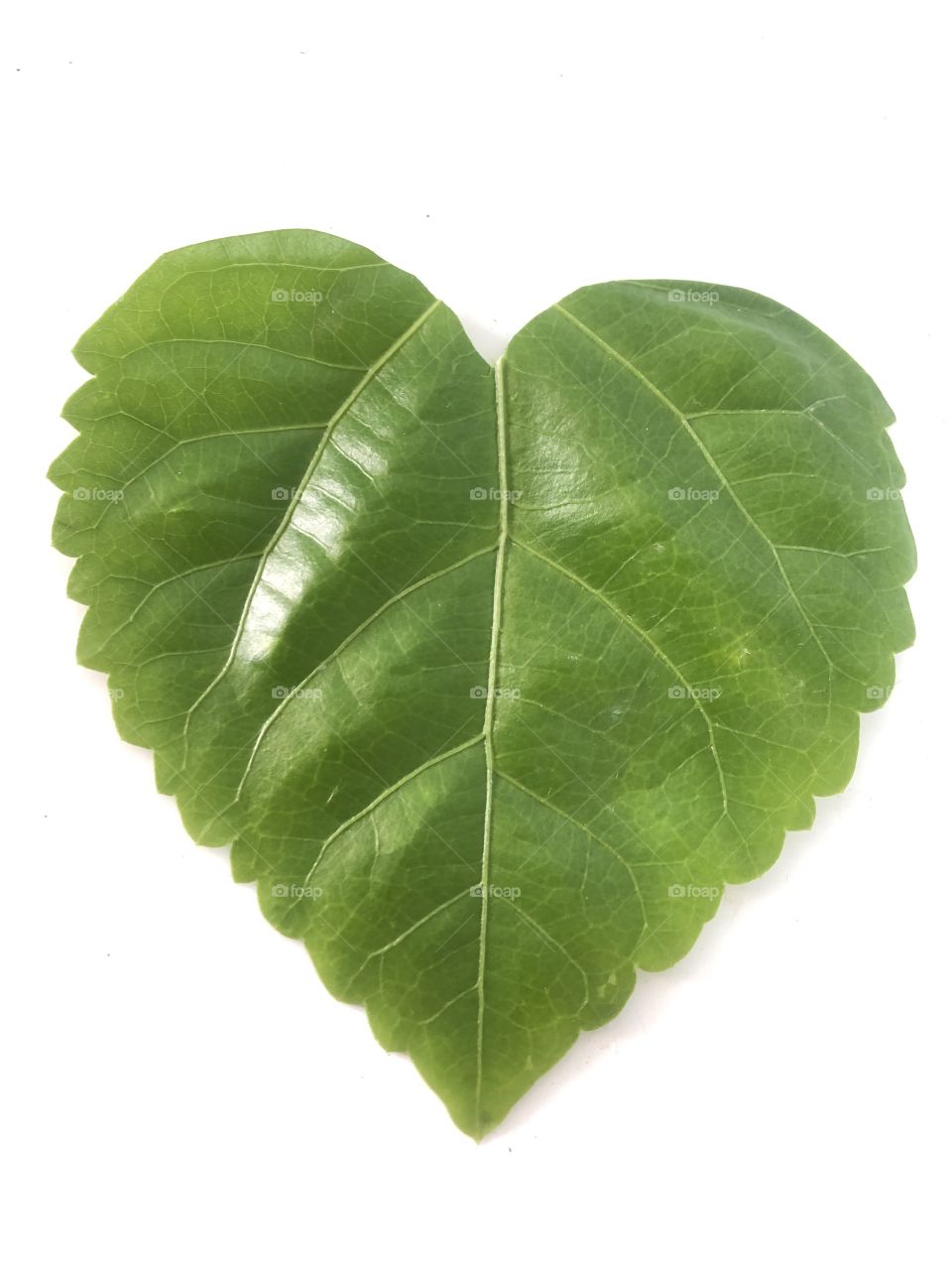 A portrait of a heart shaped leaf on a white background, no editing. Some creativity make life fun sometimes