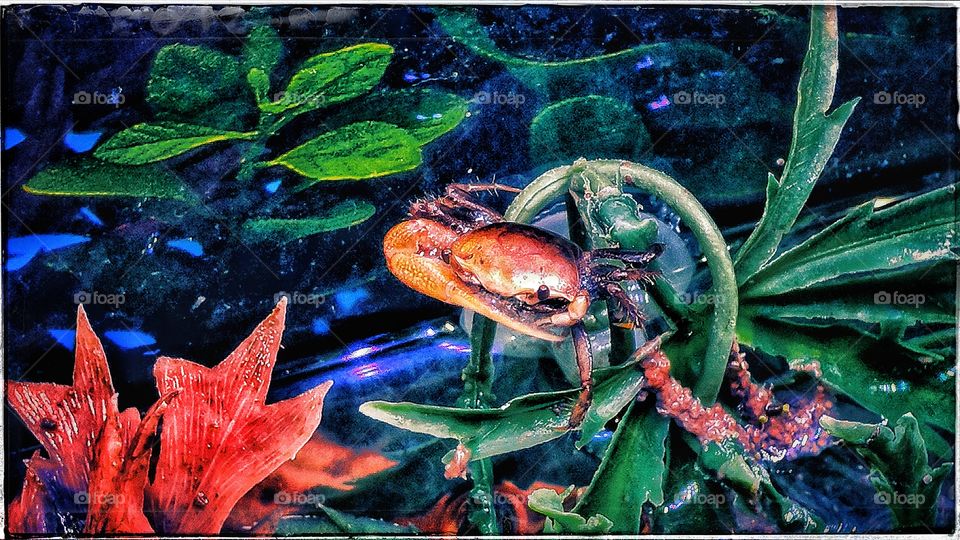 Crab posing in aquarium