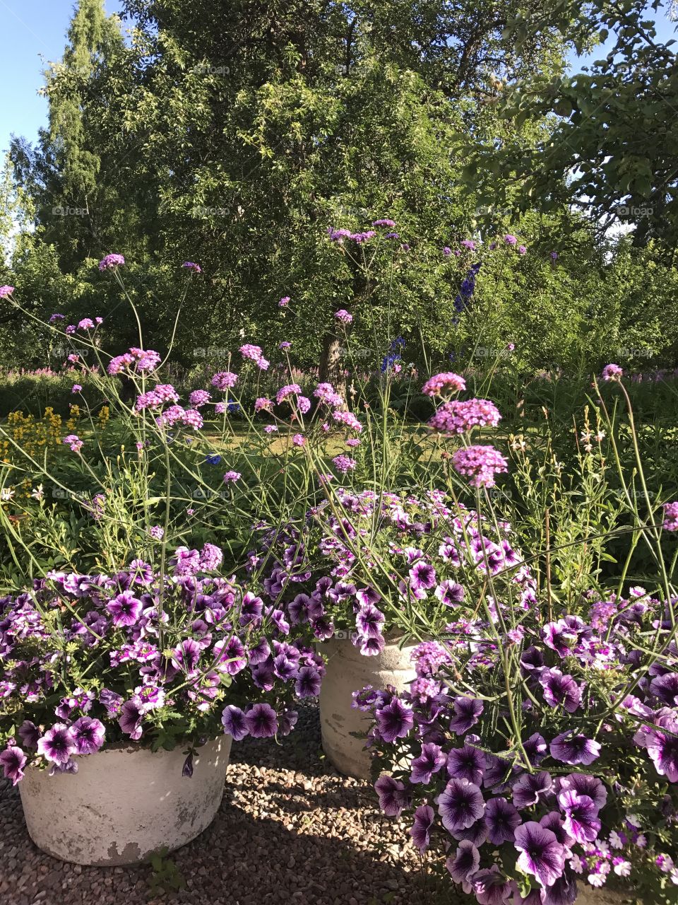 Summer flowers