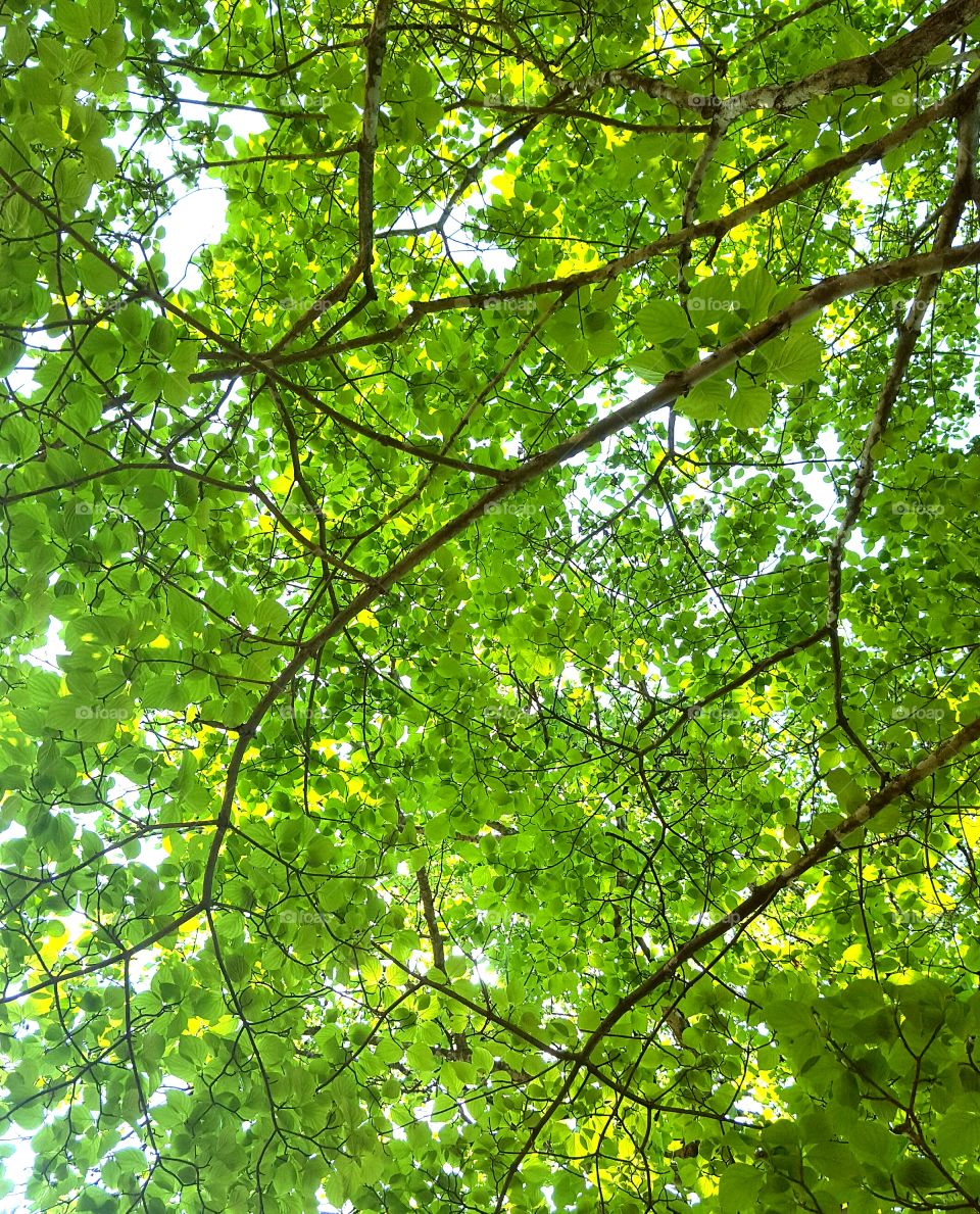 Leaf, Nature, Lush, Wood, Tree