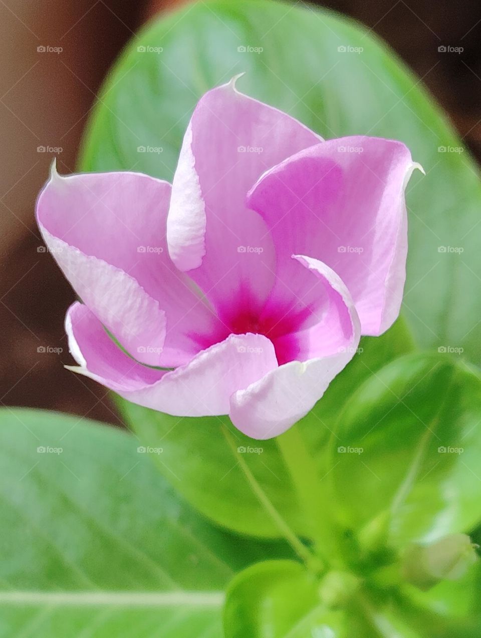periwinkle pink flower seasonal fresh shurb looks very beautiful generally found everywhere