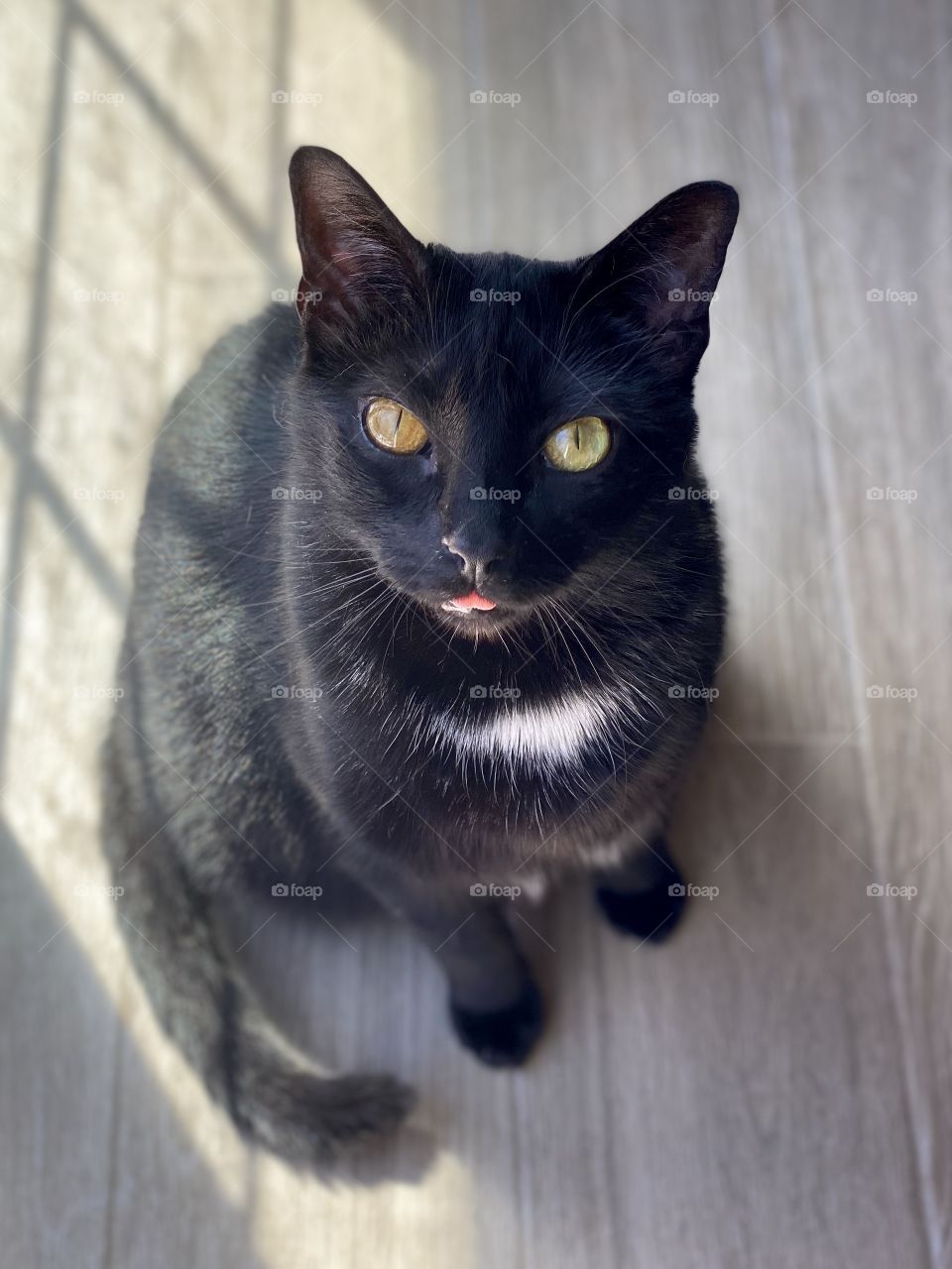 Captured Blep