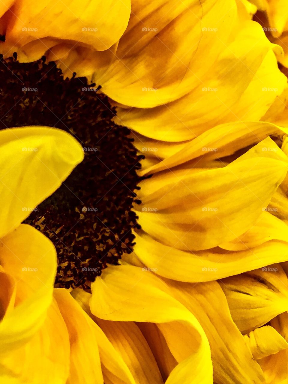 Extreme close-up of a yellow flower