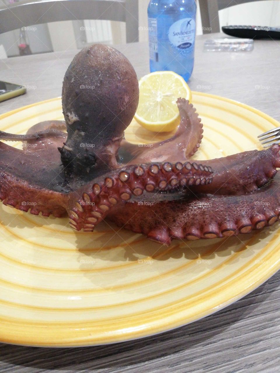 octopus