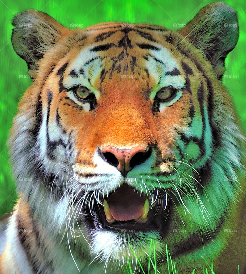 nature close glass tiger by delvec