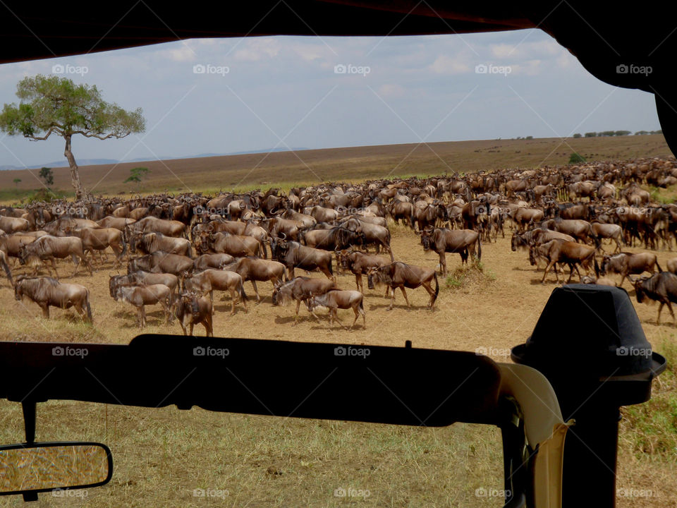 Wildebeest migration