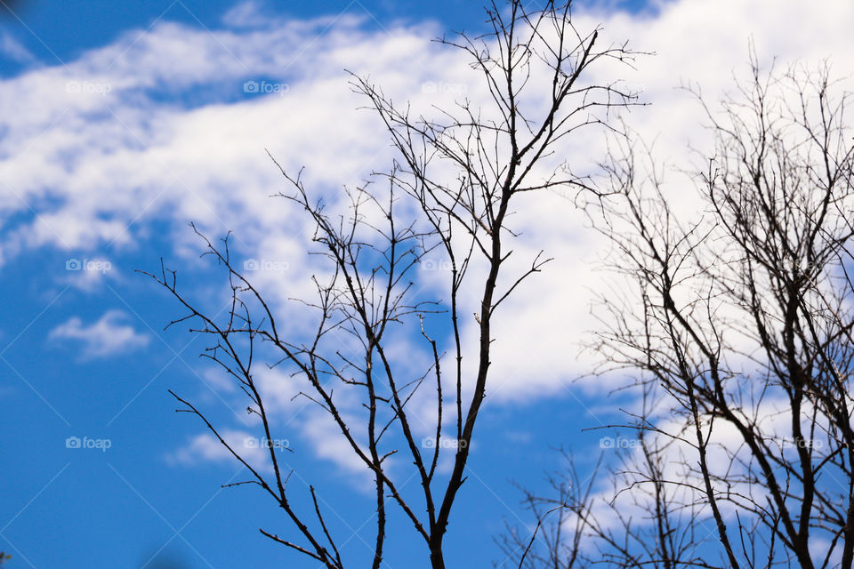 Trees good for background