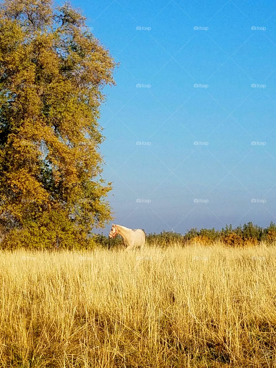 Horse in the Fall