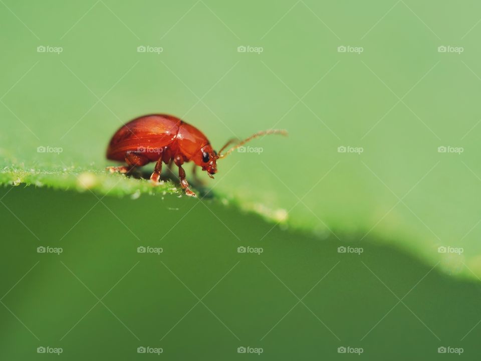 Tiny red beetle