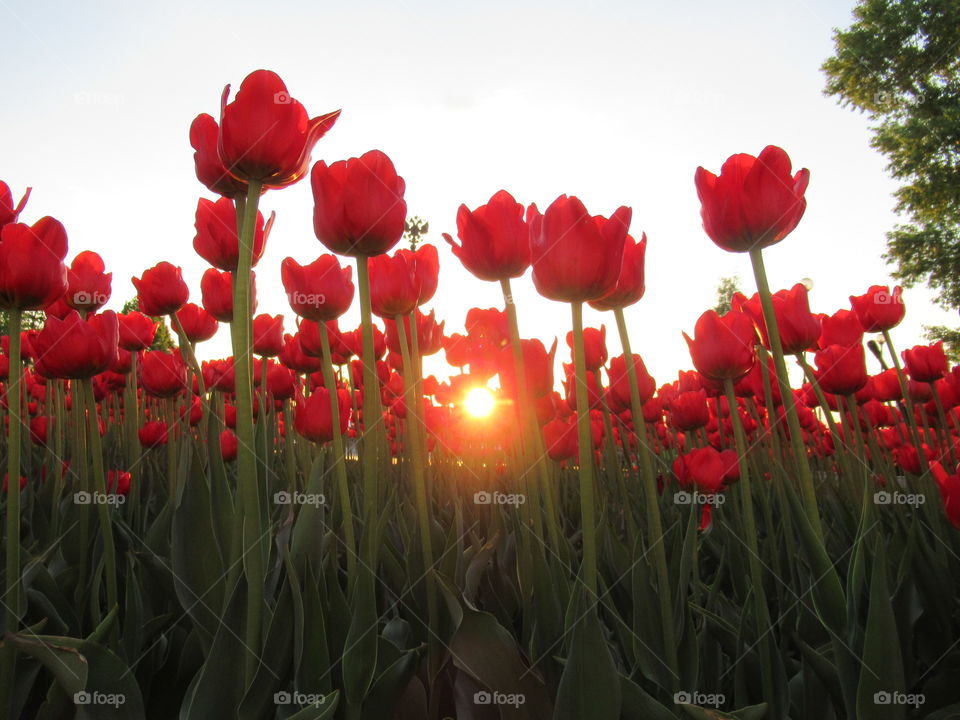sun in tulips