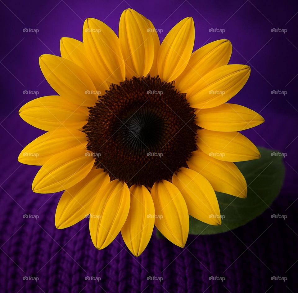 Sunflower,with all its brightness, is staring into the warm embrace of purple fabric,as if the sun has landed for a moment on the shoulders of tranquility.
