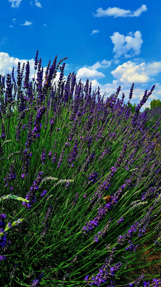 Lavanda