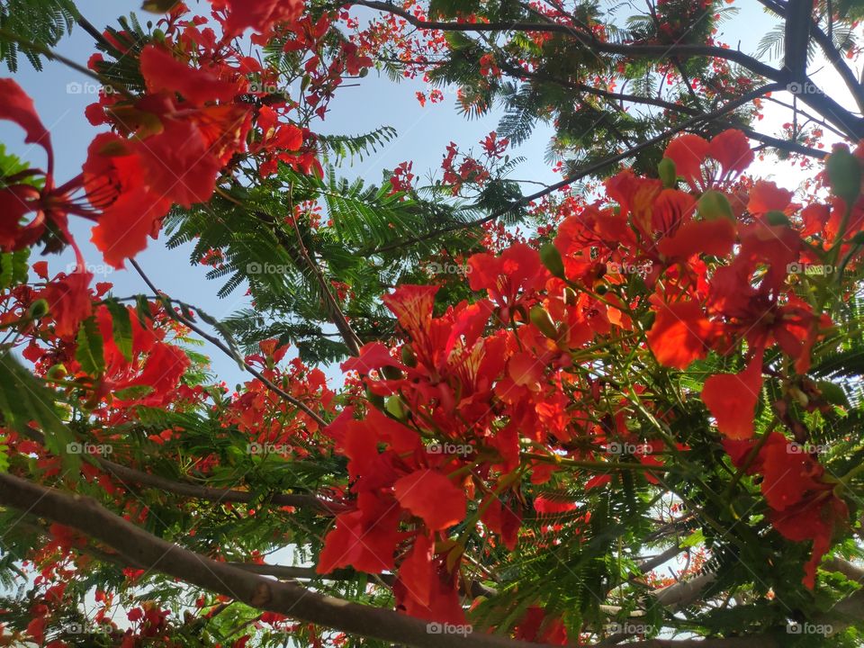 a beautiful image of gulmoher flowers from Telangan India