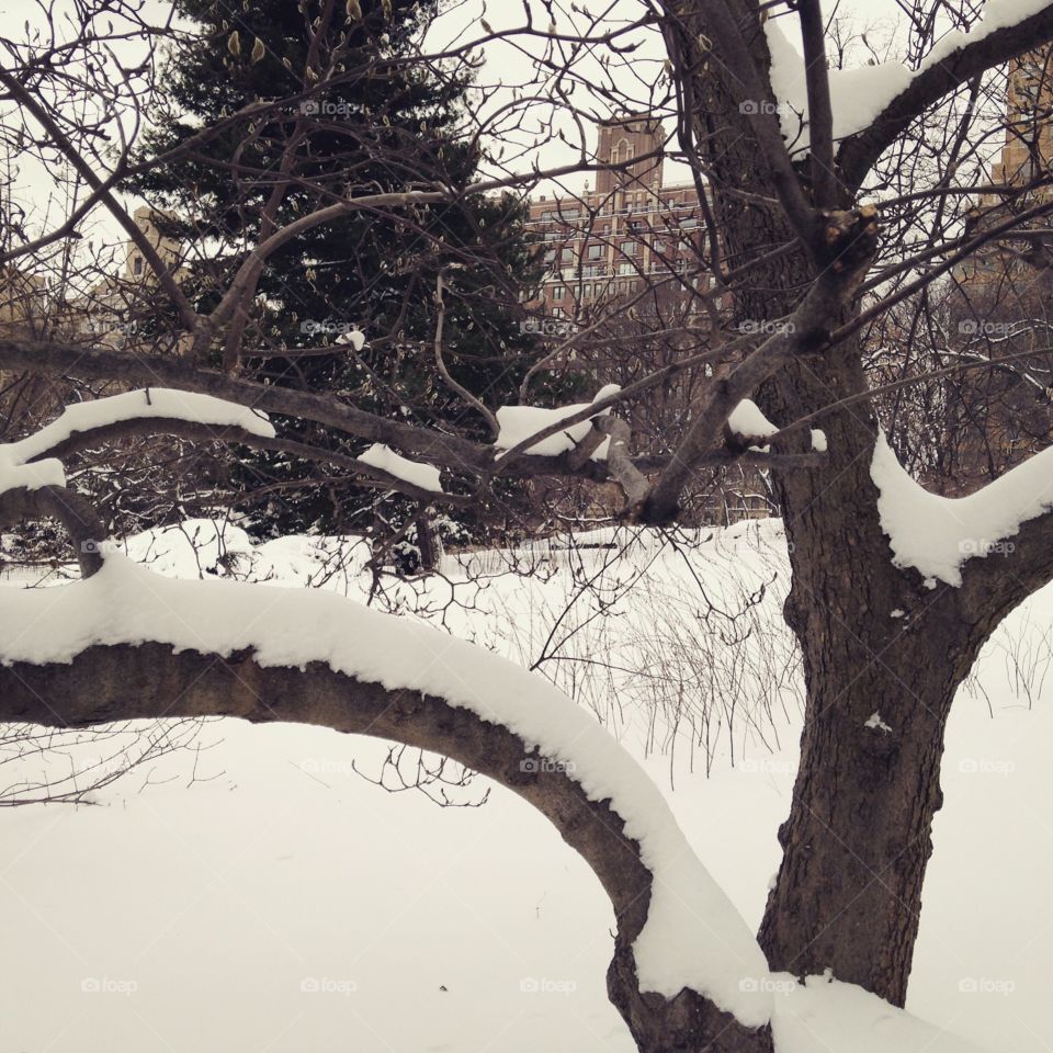 Tree Covered in Snow in Central Park