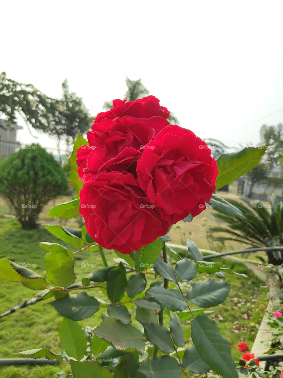 roses for Valentine